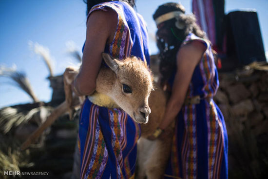 عکس: آئین چیدن پشم دام در پرو‎