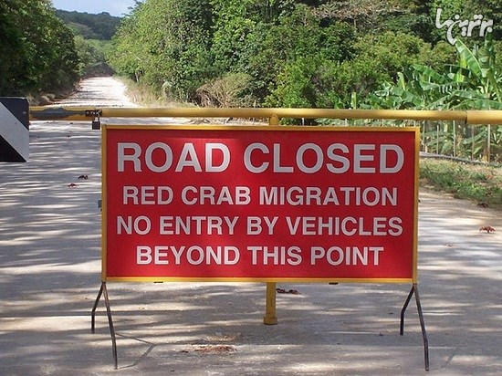 مهاجرت سالانه میلیون ها خرچنگ در جزیره کریسمس