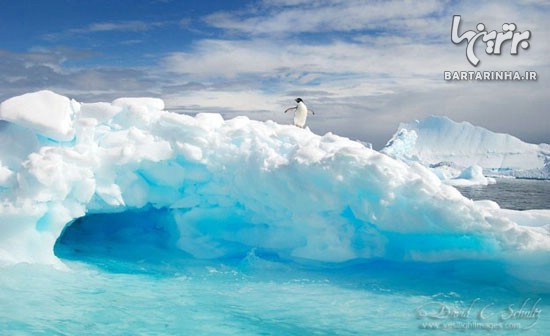 تصاویر بی نهایت زیبا از دنیای یخ زده قطب