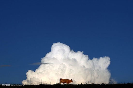دنیای گاوها +عکس