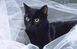 گربه سیاه 10 میلیون یورو ثروت دارد + عکس