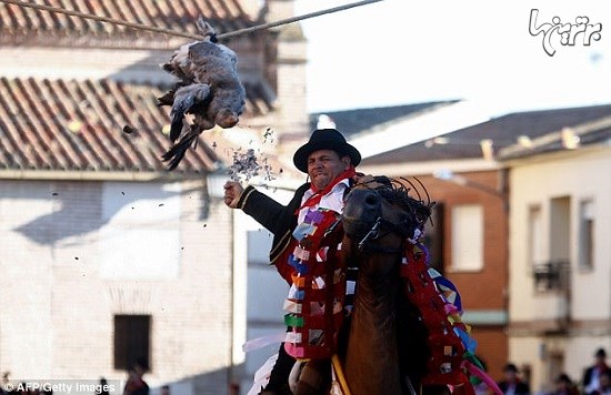 جشنواره باستانی کندن سر غاز سوار بر اسب در اسپانیا