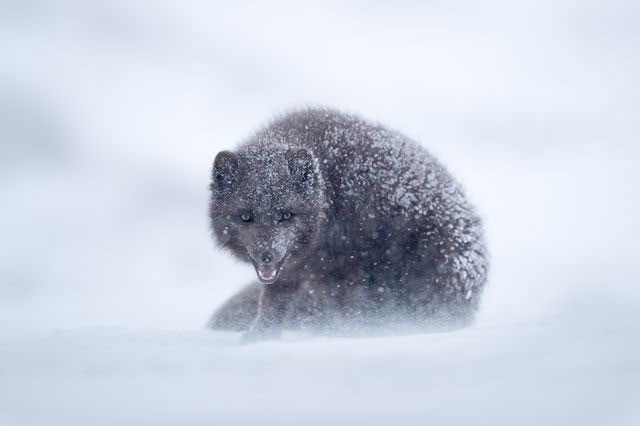 روباه برفی در عکس روز نشنال جئوگرافیک