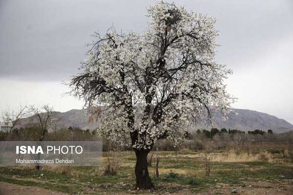 تصاویر؛ رویش زودهنگام شکوفه‌ها در شیراز
