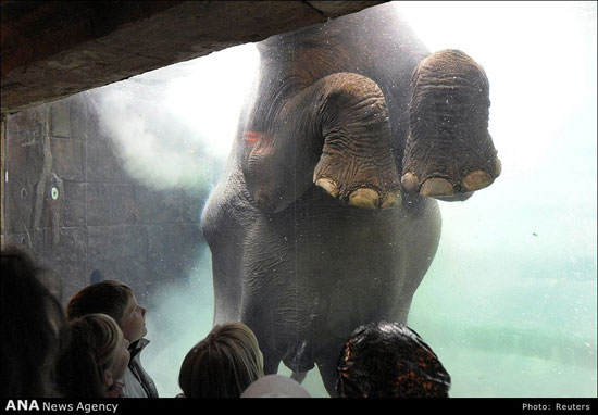 عکس: فیل ها، غول‌های دوست داشتنی!