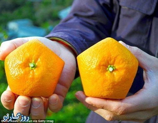 پرتقال های فانتزی 5 ضلعی! +عکس