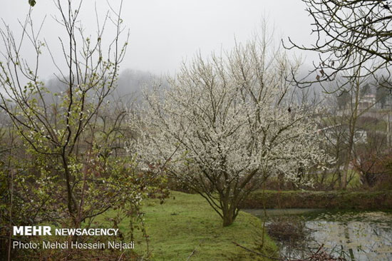 شکوفه‌های بهاری در شهرستان مرزی آستارا