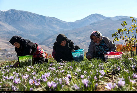 برداشت زعفران در شرق استان گلستان