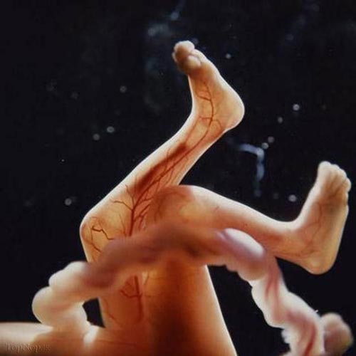 مراحل رشد جنین انسان +عکس
