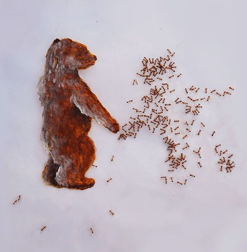 نقاشی‌هایی حیرت‌انگیز با کمک قطاری از مورچه‌های زنده