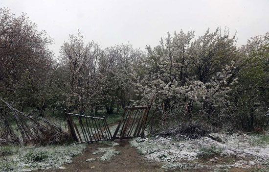 برف و سرمای بهاری در آذربایجان غربی
