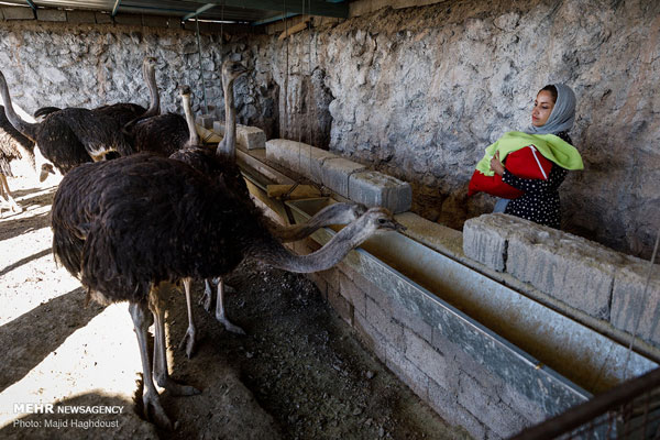 احیای روستای خالی از سکنه با پرورش شتر مرغ
