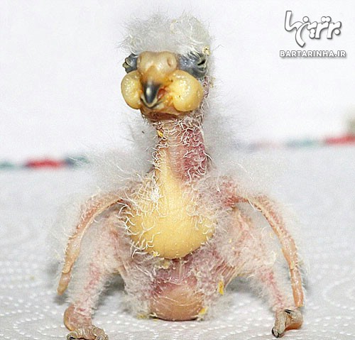 زشت ترین پرنده جهان را دیده اید؟! + عکس