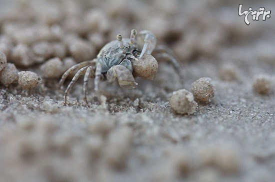 خرچنگهای ماسه گرد کن؛ هنرمندان طبیعت