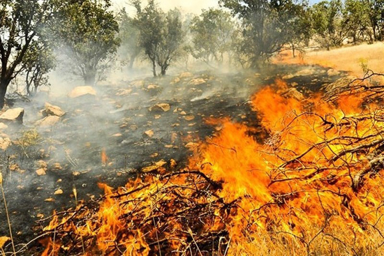 چهار هکتار از جنگل‌های گیلانغرب در آتش سوخت