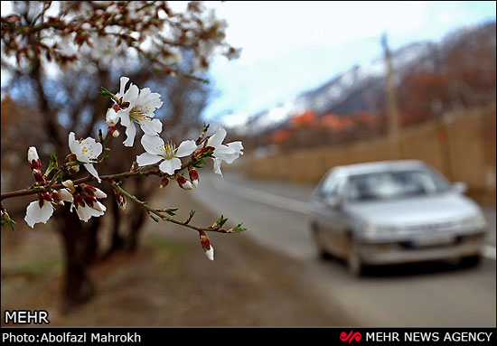 عکس: شکوفه‌های بهاری بادام