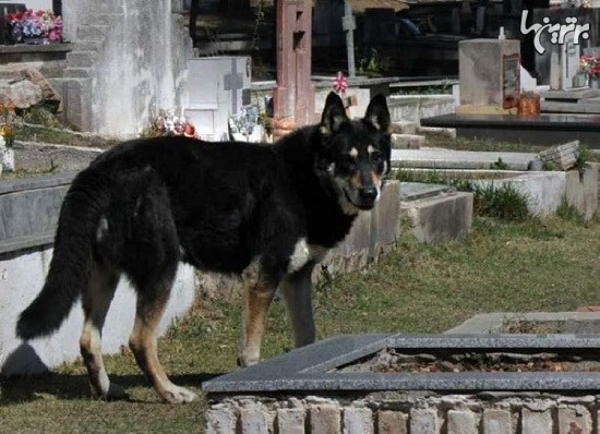 سگی که ۱۰ سال است سر قبر صاحبش انتظار می‌کشد
