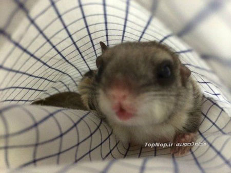 سنجابی که از مرگ نجات یافت +عکس