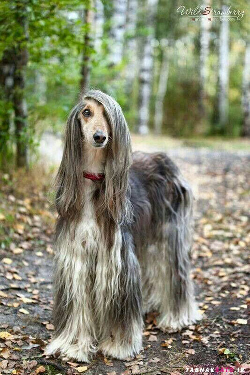 پادشاه سگ ها با موهای بلند ابریشمی