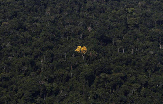 تصاویری وحشتناک از تخریب جنگل ها