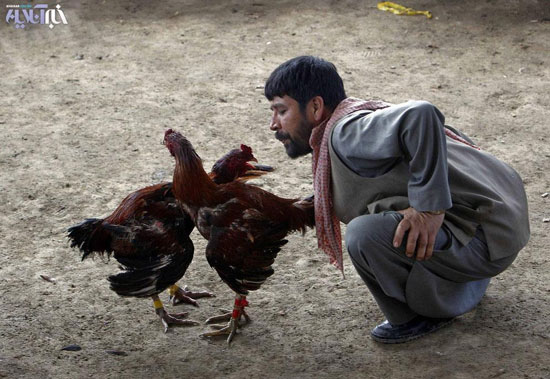 عکس: مسابقات خروس جنگی در افغانستان!