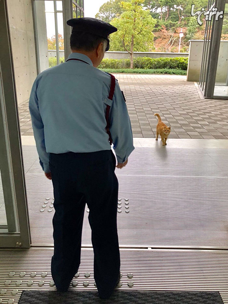 دو گربه ژاپنی که سال هاست تلاش می‌کنند وارد موزه شوند