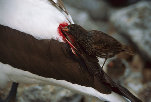 حمله بی رحمانه «فنچ های خون آشام» به پرندگان!