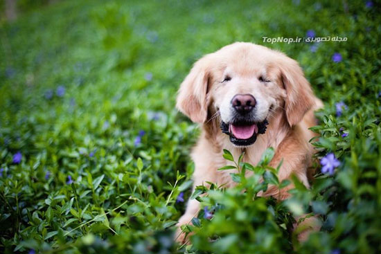 سگ خنده روی بدون چشم +عکس