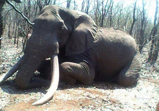 شکار بزرگترین فیل 50 سال اخیر آفریقا