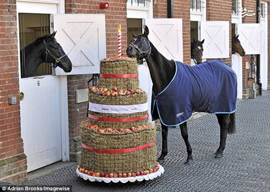 کیک تولدی برای اسب‌ها!
