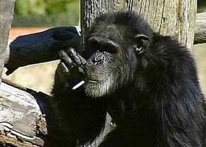 شامپانزه 52 ساله سيگاري مرد