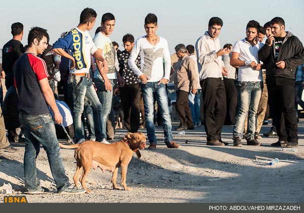 گزارش تصویری از جمعه‌ بازار سگ‌ ها در تهران