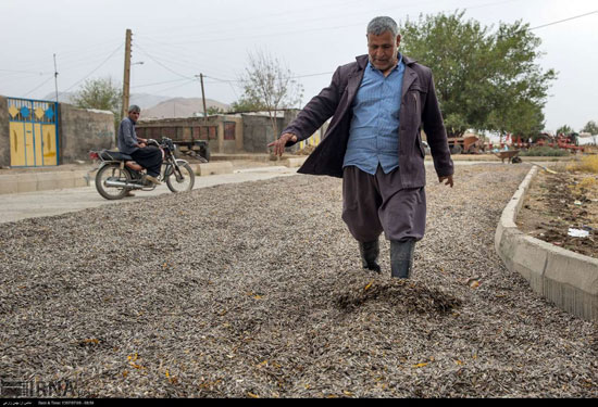 برداشت و خشک کردن تخمه در روستای «چمه»