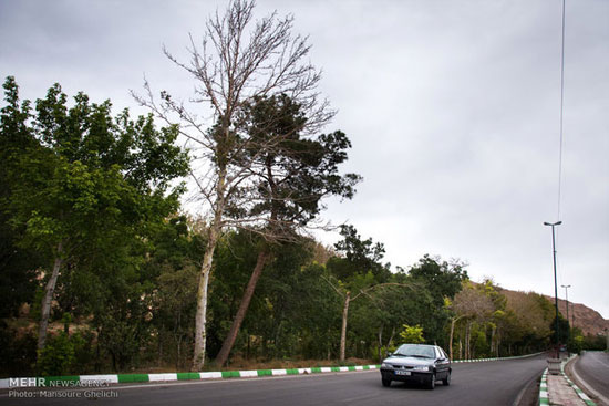 وضعیت اسفبار درختان شاهرود +عکس