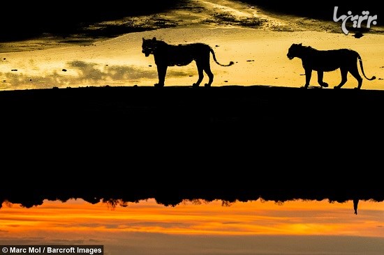 تصاویر زیبا از شبح حیوانات وحشی آفریقا