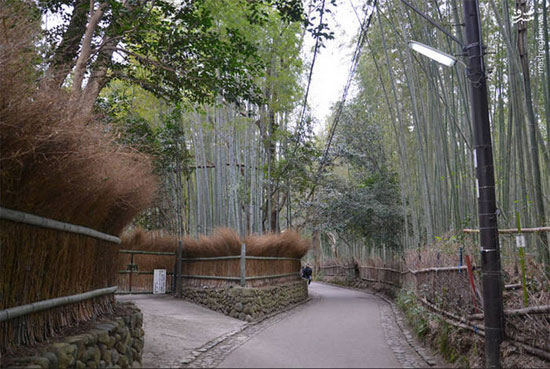 جنگل زیبای بامبو در ژاپن