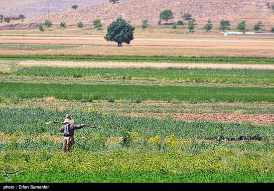 برداشت گندم و جو در خرامه شیراز - فارس