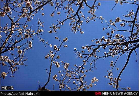عکس: شکوفه‌های بهاری بادام