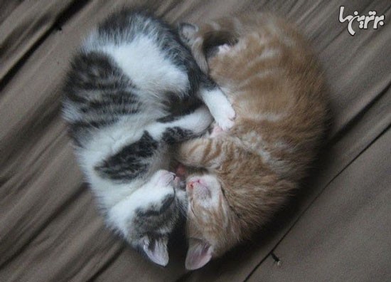 عکس: گربه ها عاشق می شوند!
