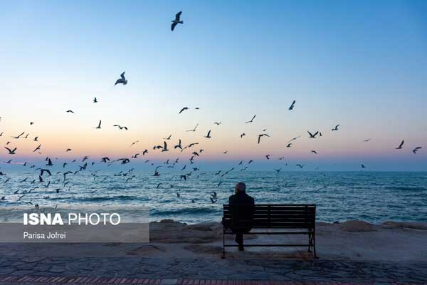 آواز مرغان دریایی در خلیج همیشه فارس