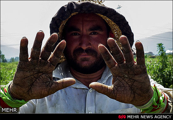 عکس: برداشت گوجه فرنگی در گلستان