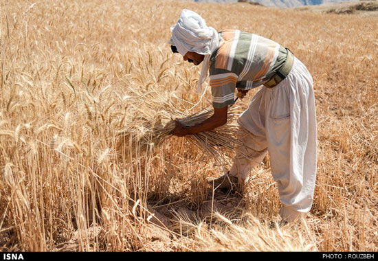 عکس: برداشت گندم به روش سنتی