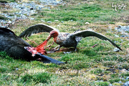 ترسناک‌ترین و خونخوارترین پرندگان دنیا