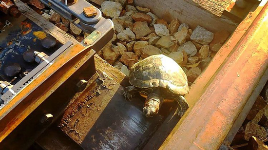 راه حل ژاپنی‌ها برای کمک به عبور لاکپشت‌ها از ریل قطار