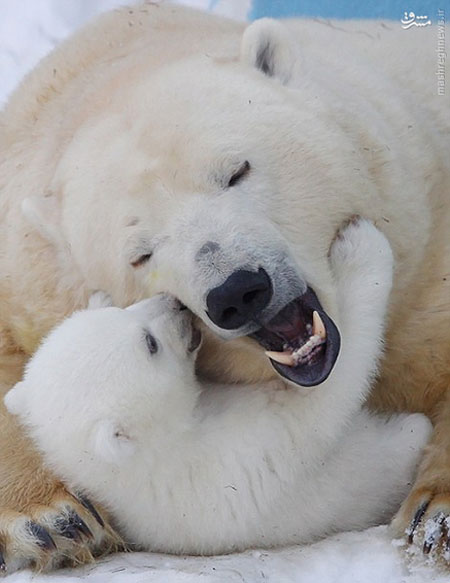 عکس: مهر مادری خرس قطبی