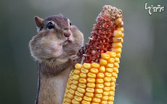 تصاویر بامزه از غذاخوردن حیوانات!