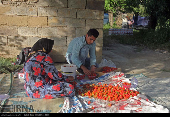 برداشت توت فرنگی در استان کردستان