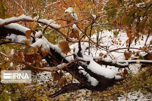 خودنمایی زمستان در پاییز