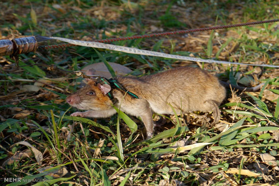 مسئولیت خطیر این موش ها! +عکس