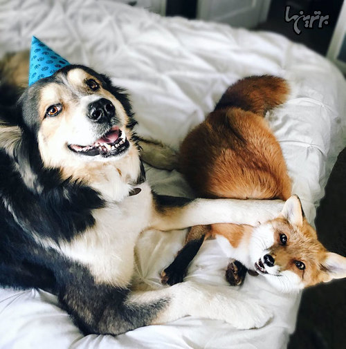 دوستی عجیب و جالب سگ و روباه! +عکس